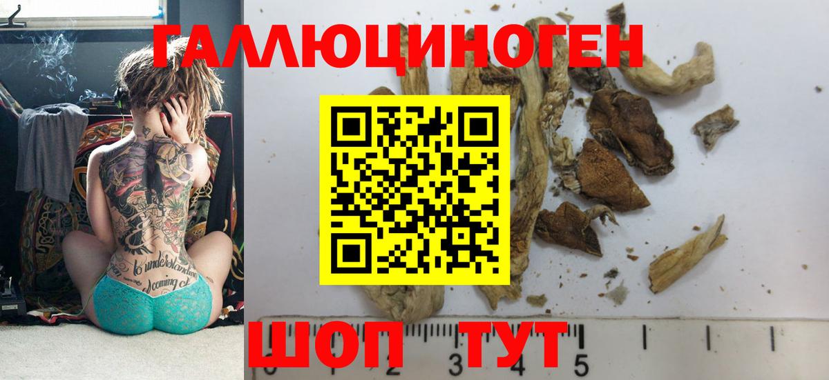 Псилоцибиновые грибы Cubensis Зима